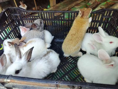 Thỏ con số lượng lớn ở Huế