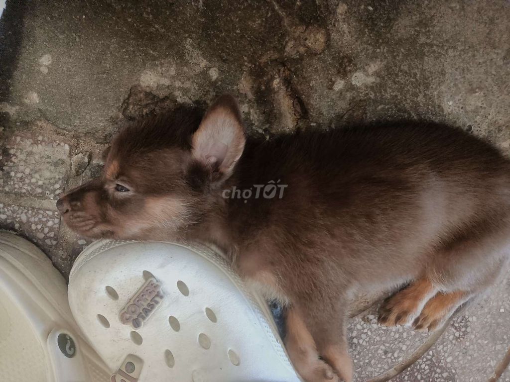 Chó con lai màu nâu đỏ. Mua bán Chó tại Huyện Bàu Bàng Bình Dương được đăng bởi Em Mệt Rồi hình 1