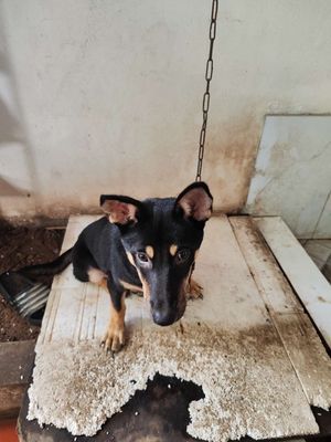 Chó ta. Mua bán Chó tại Huyện Gia Lâm Hà Nội được đăng bởi Thang Le