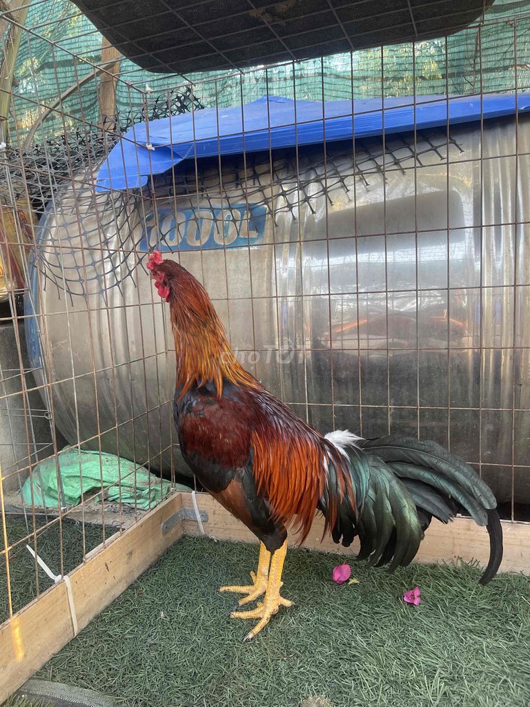 Gà chọi Điều 2.3kg chân vàng. Mua bán Gà tại Quận 12 Tp Hồ Chí Minh được đăng bởi Trí Huỳnh hình 1