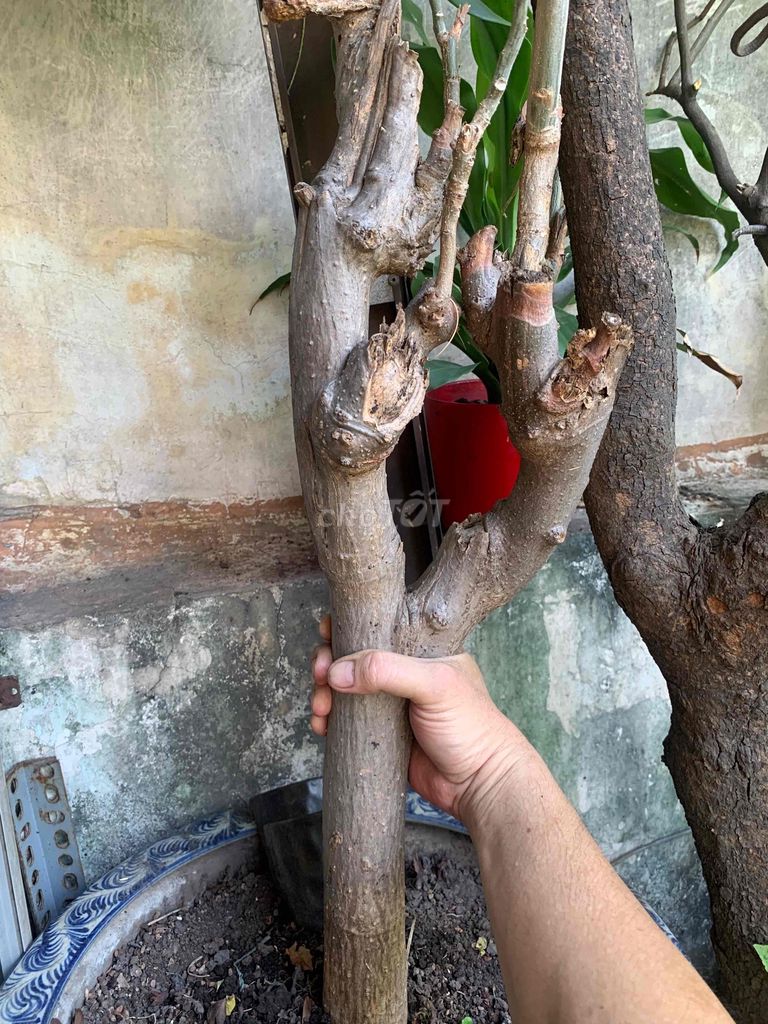 Cây chùm ngây thực phẩm cảnh quan. Mua bán Cây cảnh, đồ trang trí tại Quận Tân Phú Tp Hồ Chí Minh được đăng bởi nhân hình 1