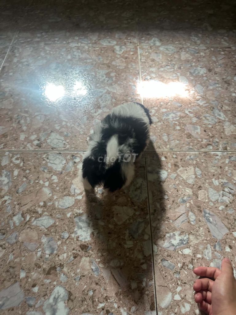 Chó Poodle lai Phốc Sóc nhỏ Đen trắng. Mua bán Chó tại Huyện Yên Mỹ Hưng Yên được đăng bởi thảo đỗ hình 1