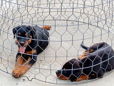 Chó Rottweiler Đức Đen vàng