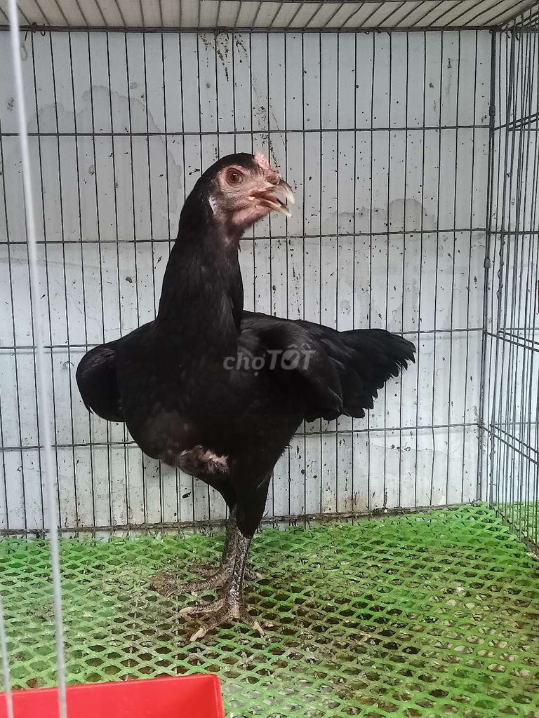 Gà Peru mái tơ. Mua bán Gà tại Quận 8 Tp Hồ Chí Minh được đăng bởi Nguyen Linh hình 1