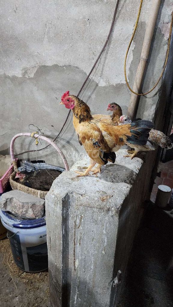 Gà tre bắc cộc. Mua bán Gà tại Huyện Phú Xuyên Hà Nội được đăng bởi thích đủ thứ hình 1