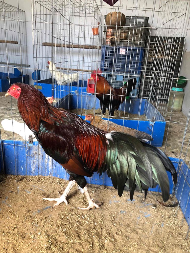 Gà chọi 2.5kg Đỏ đen Gà tơ. Mua bán Gà tại Huyện Châu Thành Sóc Trăng được đăng bởi Tăng Thiện Tín hình 1