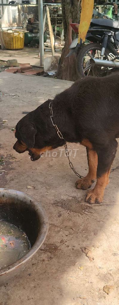 Chó con Lai Rottweiler Đen vàng. Mua bán Chó tại Quận Bình Thuỷ Cần Thơ được đăng bởi binh thanh hình 1