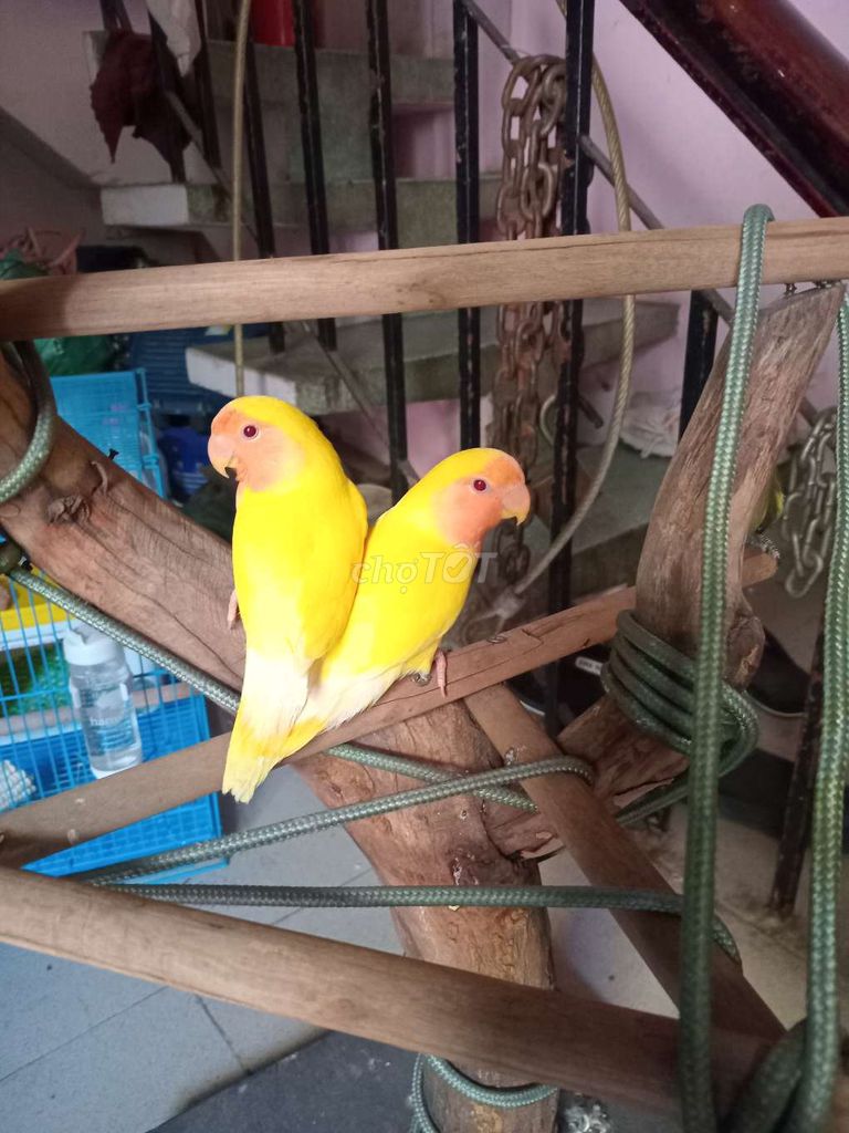 Vẹt Lovebird Vàng 2 tháng Thuần, ngoan hiền. Mua bán Chim tại Quận Bình Thạnh Tp Hồ Chí Minh được đăng bởi luan Nguyen  hình 1
