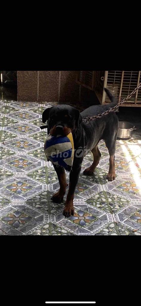Rottweiler đã thuần và bé rất thích chơi banh. Mua bán Chó tại Thành phố Biên Hòa Đồng Nai được đăng bởi Phương Dung  hình 4