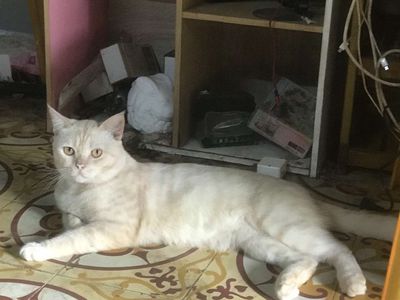 Cặp Mèo Anh lông ngắn đực Gold