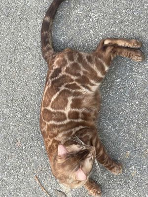 Mèo Bengal Đa dạng. Mua bán Mèo tại Thị xã Từ Sơn Bắc Ninh được đăng bởi maimeomeo