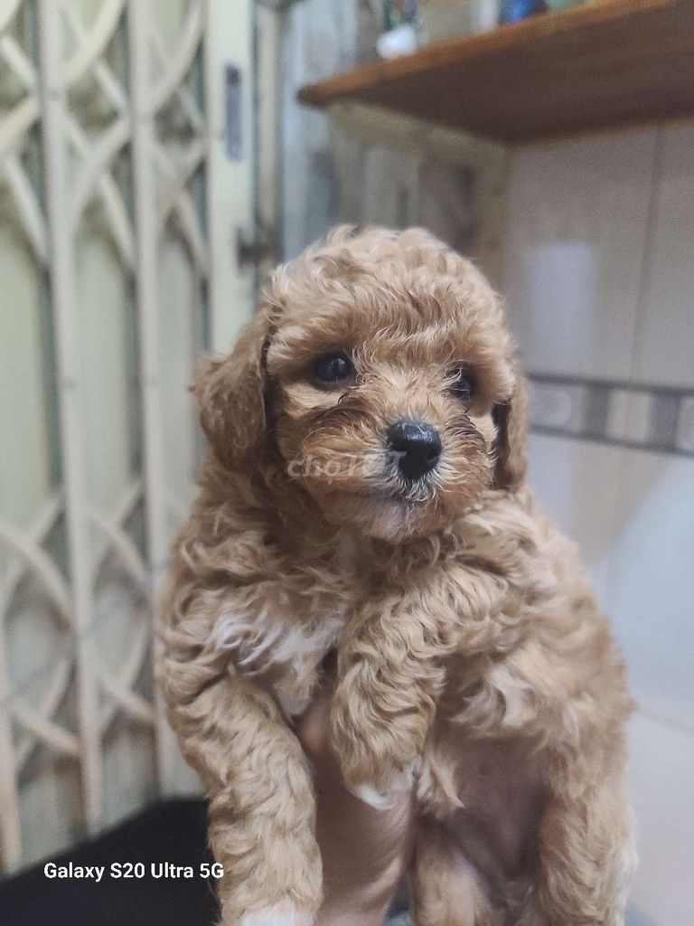 Chó poodle nhà đė thuan chung