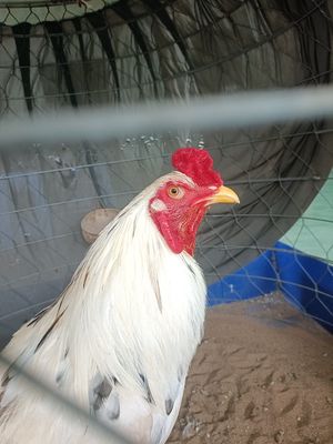 Bướm tơ 2kg7 gà đổ nhà. Mua bán Gà tại Huyện Châu Thành Trà Vinh được đăng bởi Lữ Văn Cường