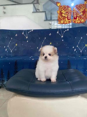 Chó Phốc Sóc Pomeranian thuần chủng