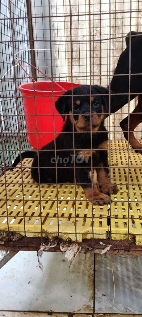 Chó Rottweiler cái 2 tháng tuổi. Mua bán Chó tại Thị xã Bến Cát Bình Dương được đăng bởi Malinois bình dương  hình 1