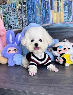 Chó Poodle Trắng 1d1c