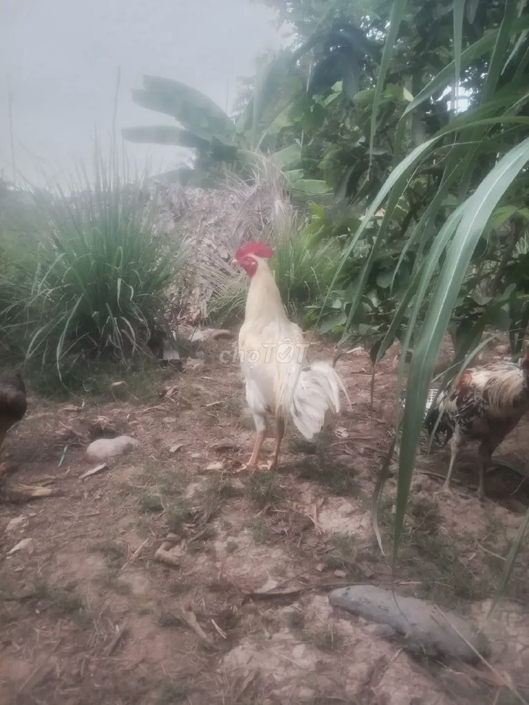 Gà chọi Trống Sóc Trăng 2.4kg Trắng. Mua bán Gà tại Huyện Trần Đề Sóc Trăng được đăng bởi Tên chưa cung cấp hình 1