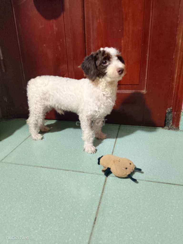 Chó Poodle Trắng đen dưới 1 tuổi. Mua bán Chó tại Thành phố Thái Nguyên Thái Nguyên được đăng bởi Hồng Nhung Lương hình 1