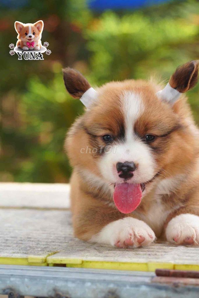 CHÓ CORGI THUẦN CHUẨN FORM ĐẸP GEN SIÊU LÙN. Mua bán Chó tại Quận 3 Tp Hồ Chí Minh được đăng bởi Thùy Trang hình 1