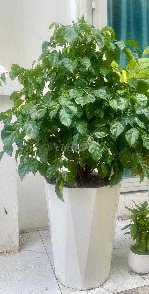 Cây xanh decor. Mua bán Cây cảnh, đồ trang trí tại Quận Tân Phú Tp Hồ Chí Minh được đăng bởi Nguyen hình 1