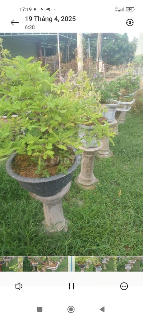 Lô bonsai đủ các loại lớn nhỏ gần 100 gốc