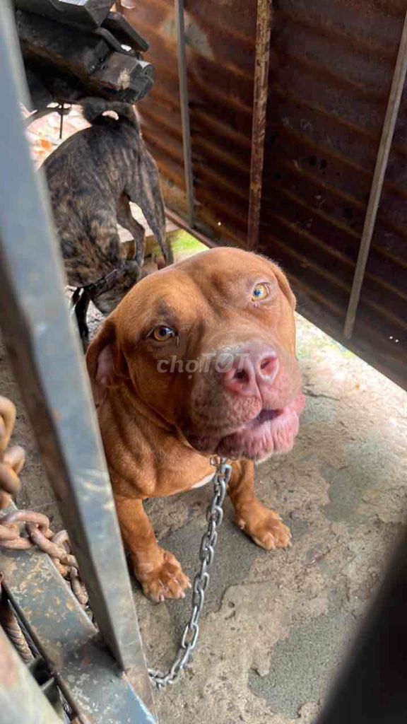 Chó Pitbull cái 1 tuổi. Mua bán Chó tại Huyện Châu Đức Bà Rịa - Vũng Tàu được đăng bởi Yến Thương hình 1