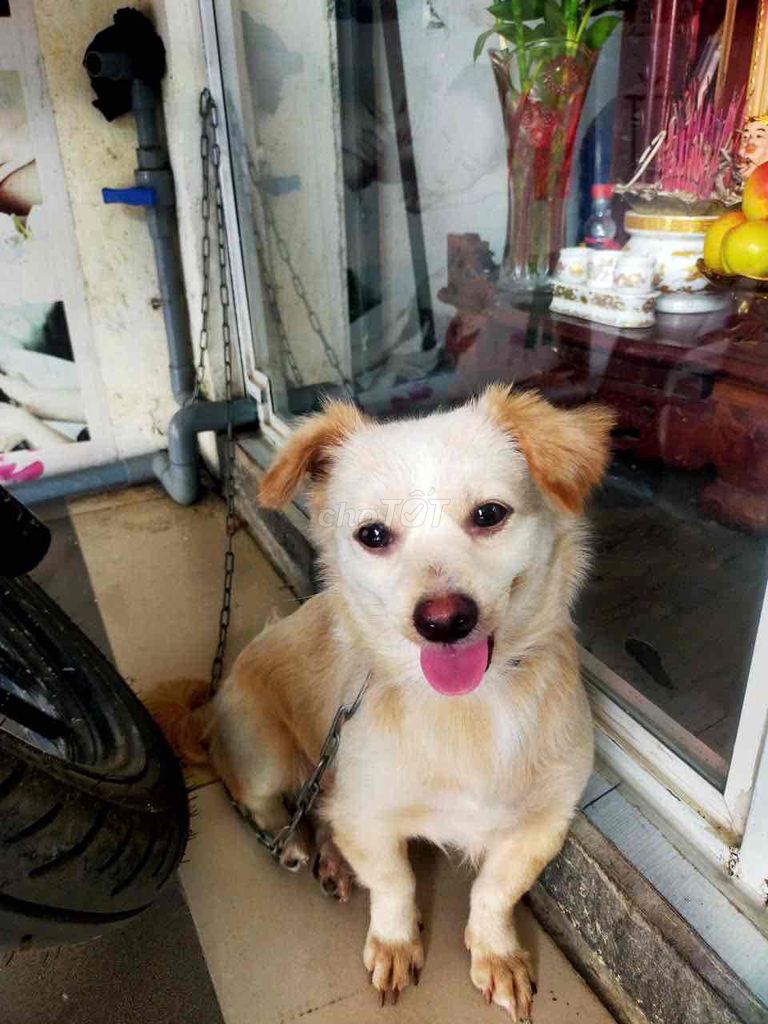 Chó Poodle Cái Trắng vàng đã sinh 1 lứa. Mua bán Chó tại Huyện Hóc Môn Tp Hồ Chí Minh được đăng bởi họa my hình 1