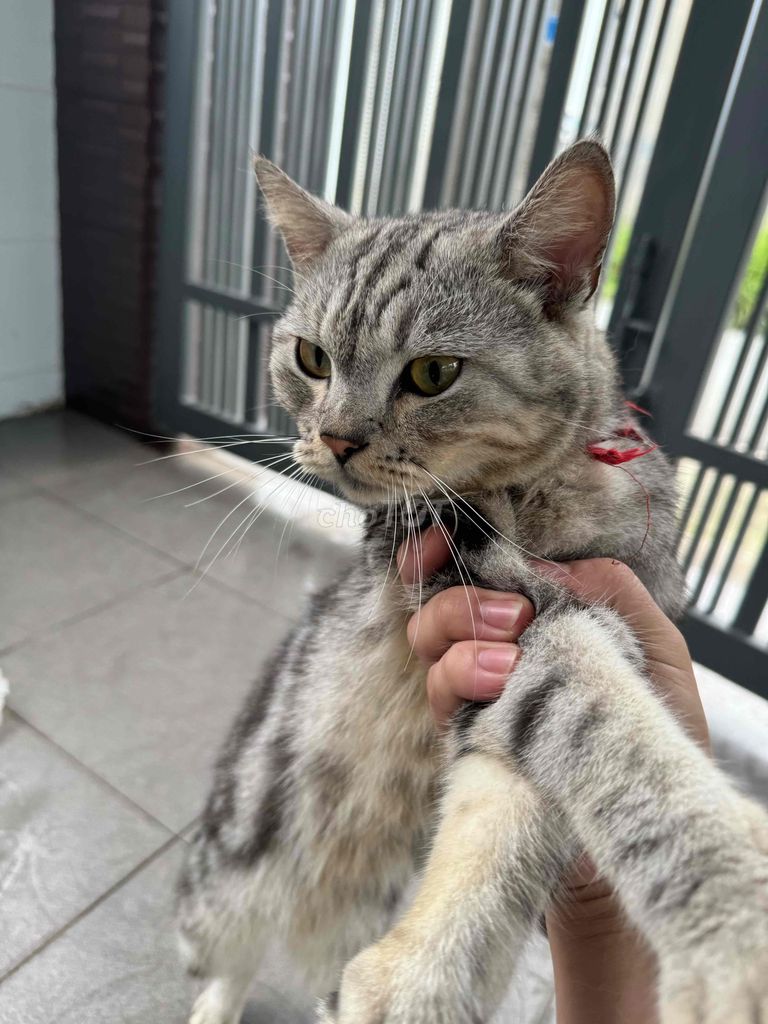 nhà cần bán mèo