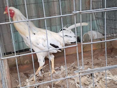Gà 3k5 đang thay lông. Mua bán Gà tại Thành phố Thuận An Bình Dương được đăng bởi Hai