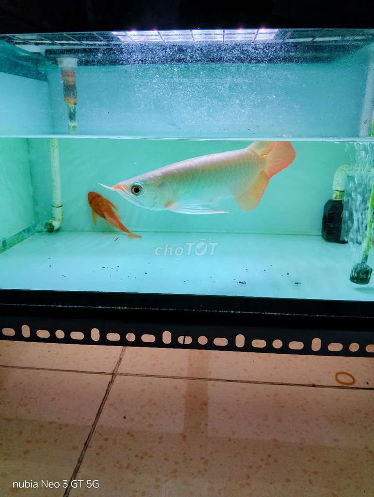 Cá Rồng Huyết Long Đỏ Dài. Mua bán Thú cưng khác tại Quận 6 Tp Hồ Chí Minh được đăng bởi Ken hình 1