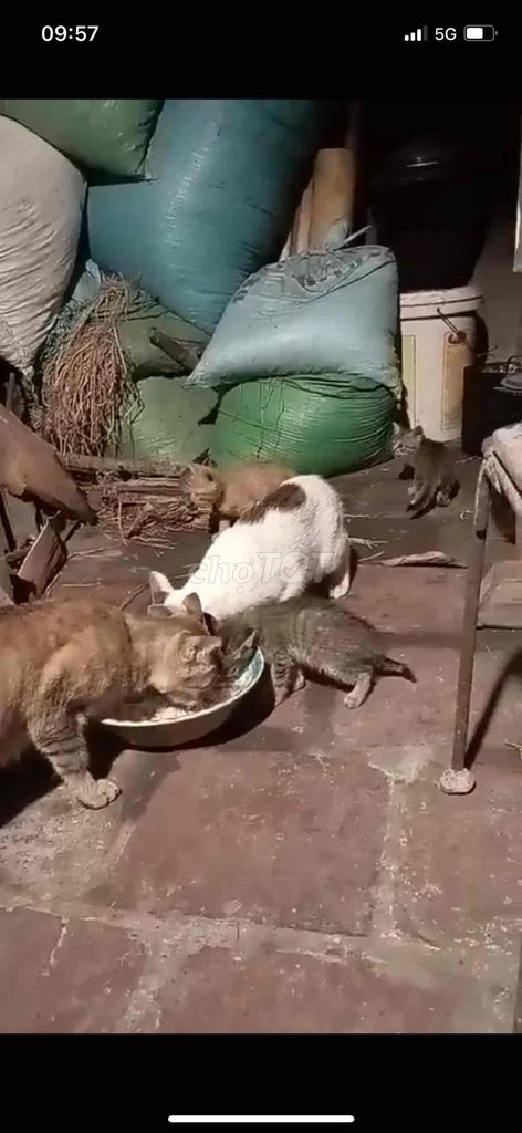 cần bán 3 mèo con và 1 mèo tháu như hình. Mua bán Mèo tại Huyện Tiên Du Bắc Ninh được đăng bởi Thu Uyên hình 3