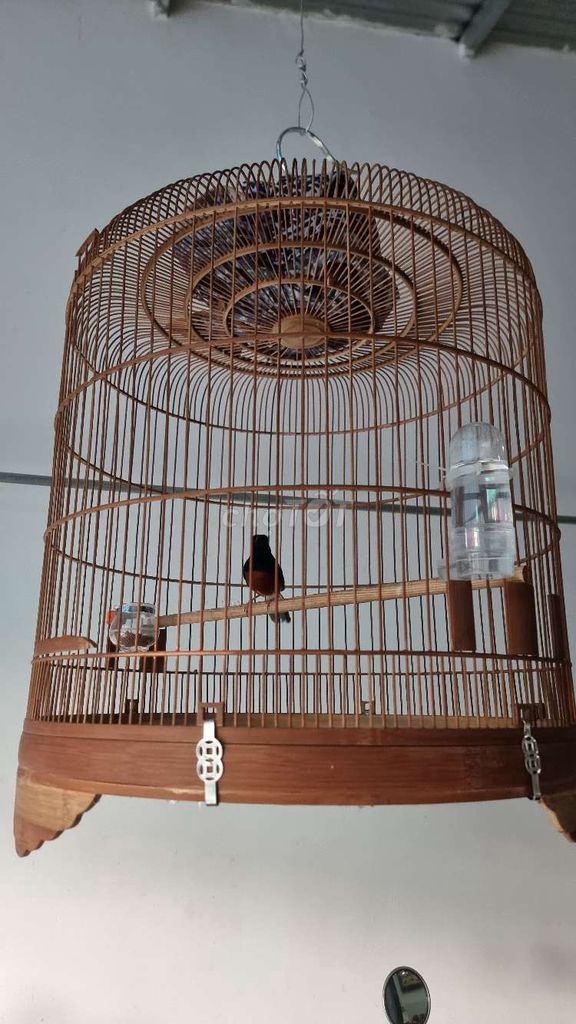 chích chòe như ảnh thuần đút sâu ăn. Mua bán Chim tại Thành phố Long Khánh Đồng Nai được đăng bởi Long Nguyễn hình 1