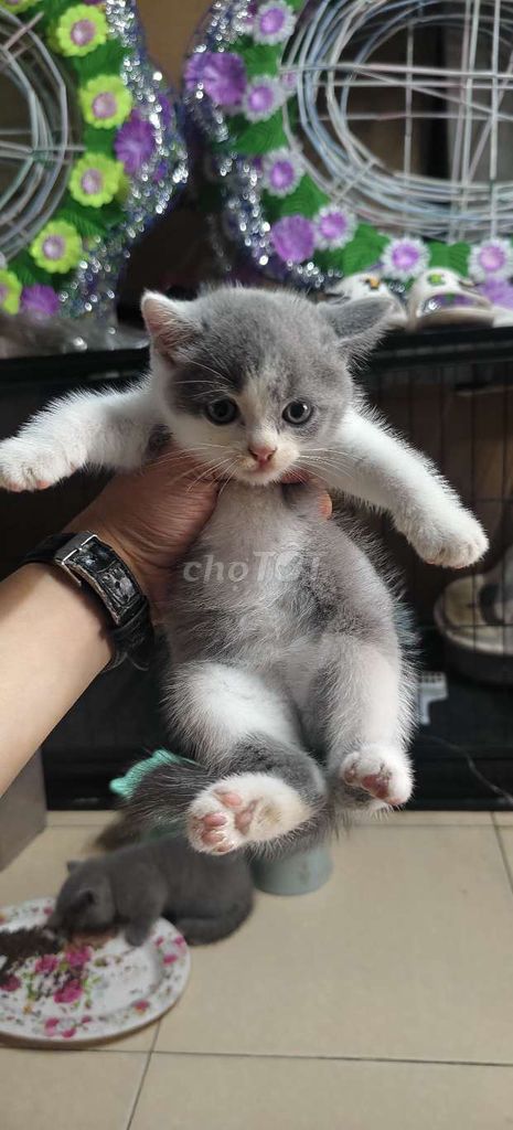 Mình có mấy bé mèo hơn 40 ngày tuổi tìm nhà mới. Mua bán Mèo tại Thành phố Huế Thừa Thiên Huế được đăng bởi Thịnh hình 1
