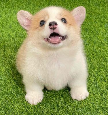 Chó Corgi Trắng nâu Đực cái Đã tiêm phòng
