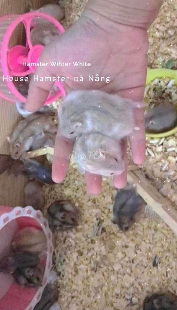 Chuột Hamster Winter White dễ thương hiền lành. Mua bán Thú cưng khác tại Quận Liên Chiểu Đà Nẵng được đăng bởi Ly Huỳnh hình 1