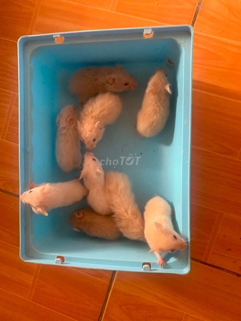 Chuột Hamster . Mua bán Thú cưng khác tại Huyện Đan Phượng Hà Nội được đăng bởi KiTo Gaming TV hình 1