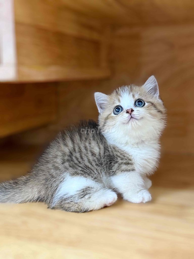 Mèo chân ngắn màu tabby. Mua bán Mèo tại Quận 8 Tp Hồ Chí Minh được đăng bởi ti pet town hình 1