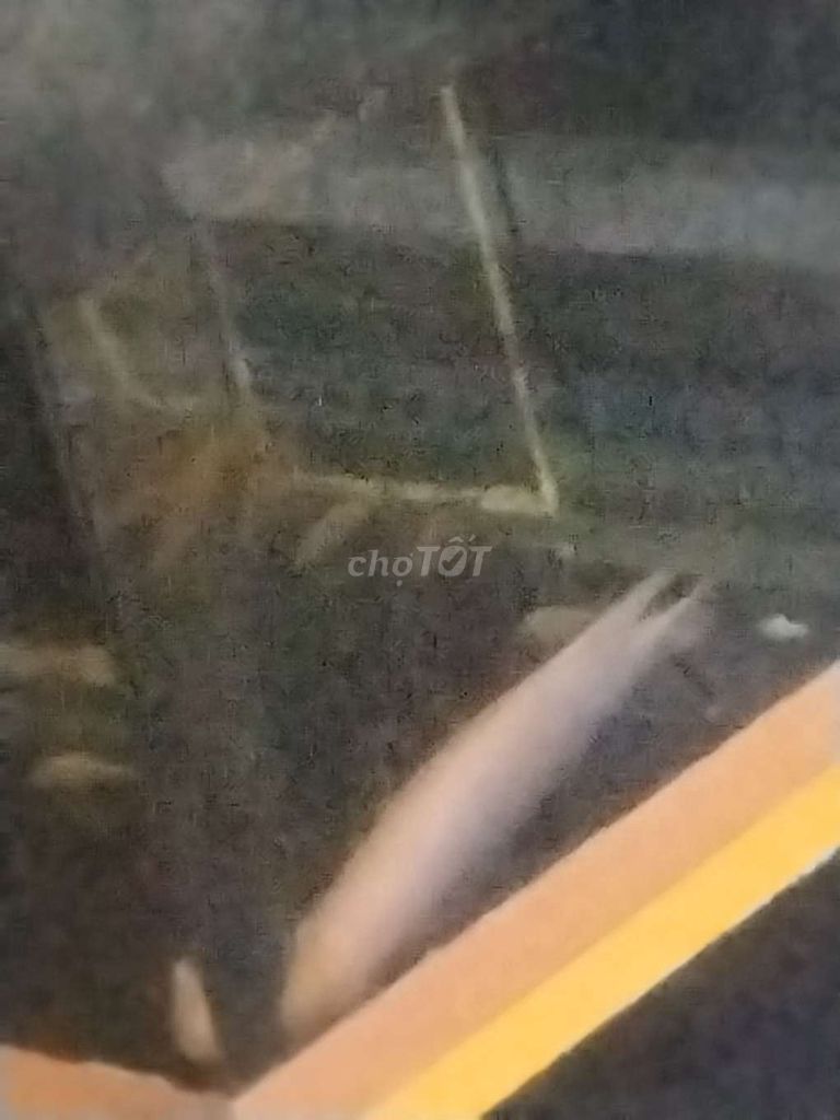 Cá phát tài size Bàn tay. Mua bán Thú cưng khác tại Quận Gò Vấp Tp Hồ Chí Minh được đăng bởi zeros hình 1