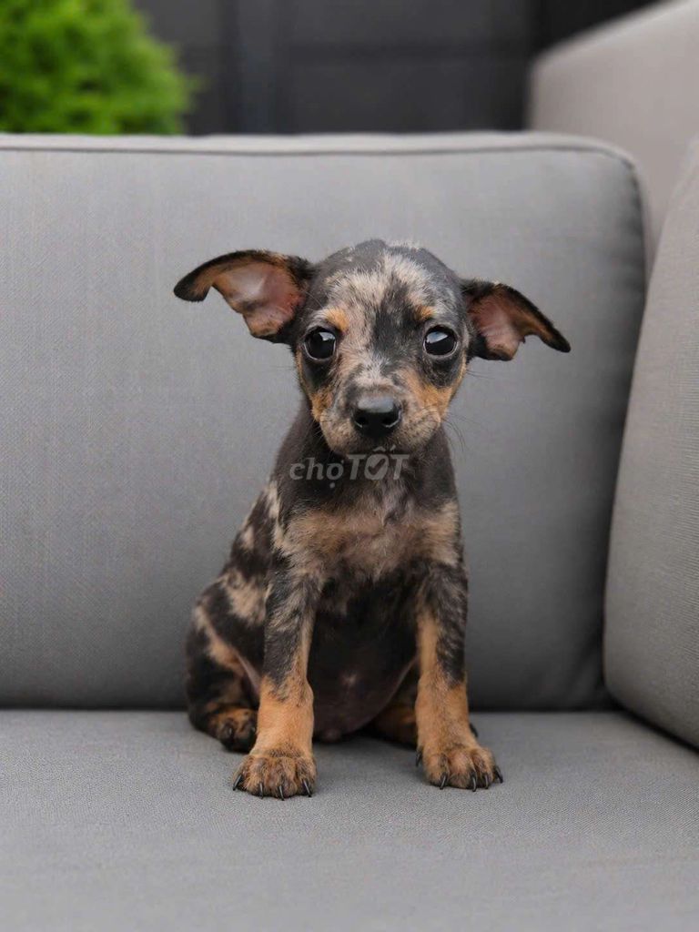 phốc hươu. Mua bán Chó tại Huyện Long Hồ Vĩnh Long được đăng bởi July House  hình 1