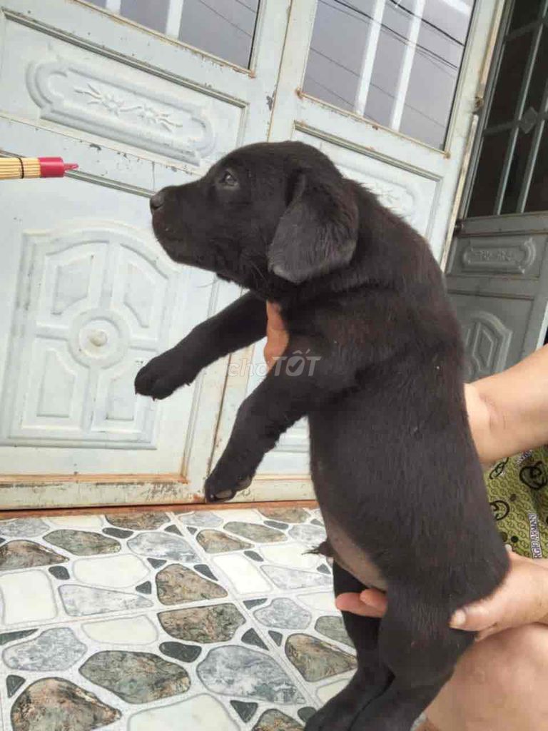Labrador màu đen phong thuỷ ☘️☘️☘️. Mua bán Chó tại Quận Hải Châu Đà Nẵng được đăng bởi Huyền chip hình 2