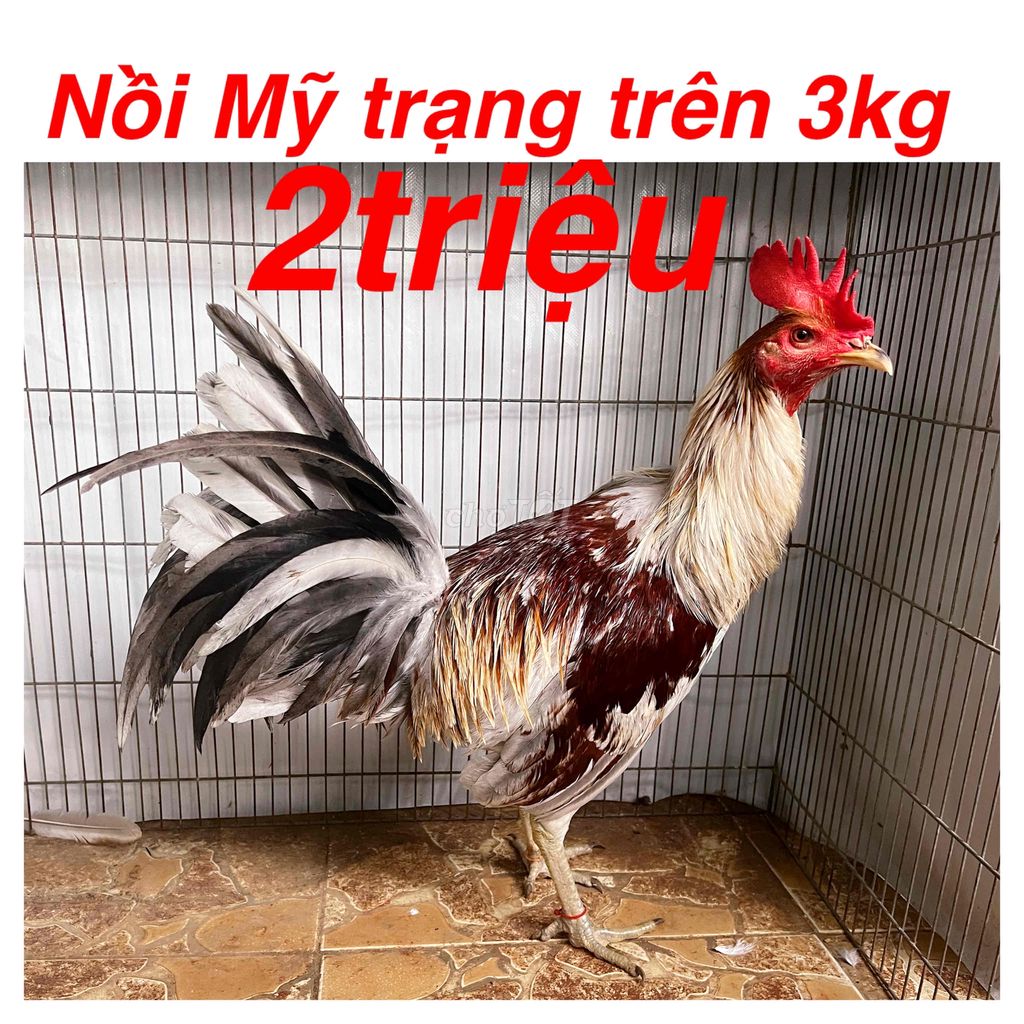 Gà Nồi -gà tre nhiều giống. Mua bán Gà tại Quận 4 Tp Hồ Chí Minh được đăng bởi Gà Tre Và Nồi Các Loại Giống Gà Nhập hình 2