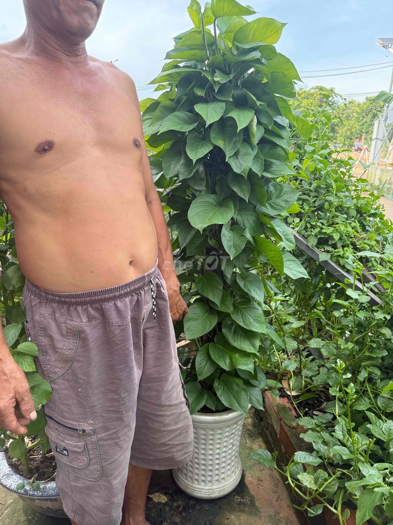 Trầu Bà Trụ 1m5 Xum Xuê kèm chậu