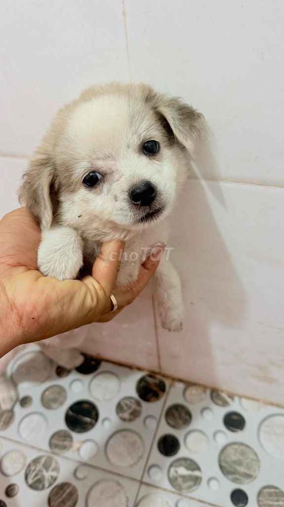 Chó con Trắng đen. Mua bán Chó tại Huyện Xuân Trường Nam Định được đăng bởi Hoàng Quân  hình 1
