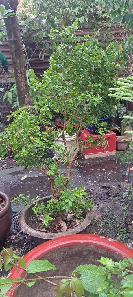 Cây cảnh Nguyệt quế Hoa quanh năm. Mua bán Cây cảnh, đồ trang trí tại Quận Gò Vấp Tp Hồ Chí Minh được đăng bởi bonsai hoàng mộc  hình 1