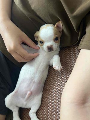 Chó Chihuahua nhỏ đực