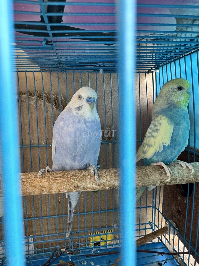 Chim Yến Phụng trống tím nhạt EU. Mua bán Chim tại Quận 7 Tp Hồ Chí Minh được đăng bởi Đăng Minh hình 1