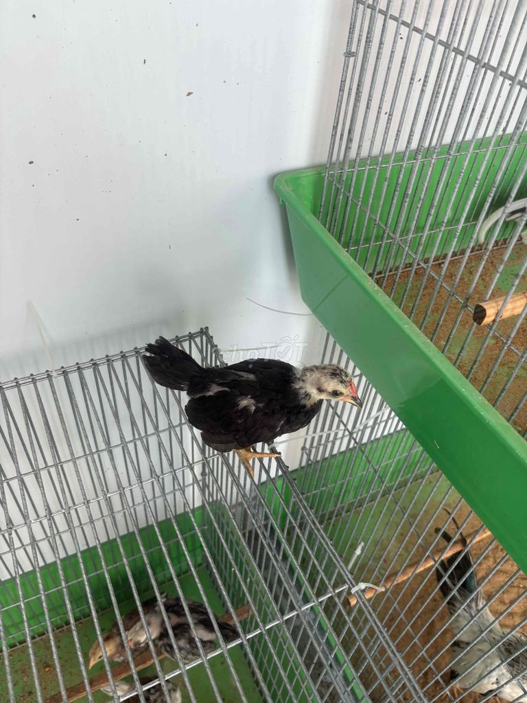Gà tre trống đen cảnh. Mua bán Gà tại Quận Bình Tân Tp Hồ Chí Minh được đăng bởi mr.lộc hình 1