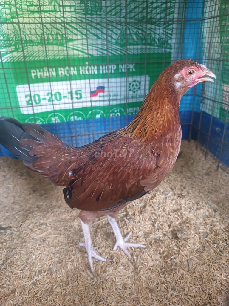 Mái tre lai mỹ 5 tháng. Mua bán Gà tại Thành phố Đồng Xoài Bình Phước được đăng bởi Bách Hà Đức hình 1