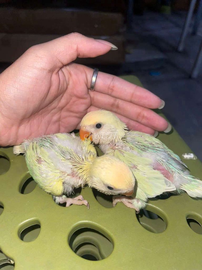 Chim lovebird non thuần