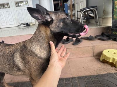 Chó Becgie Malinois cái 6 tháng